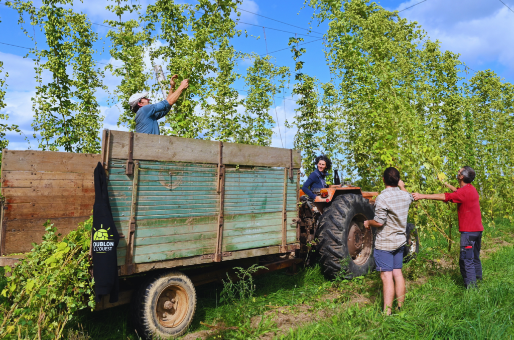 recolte houblon
