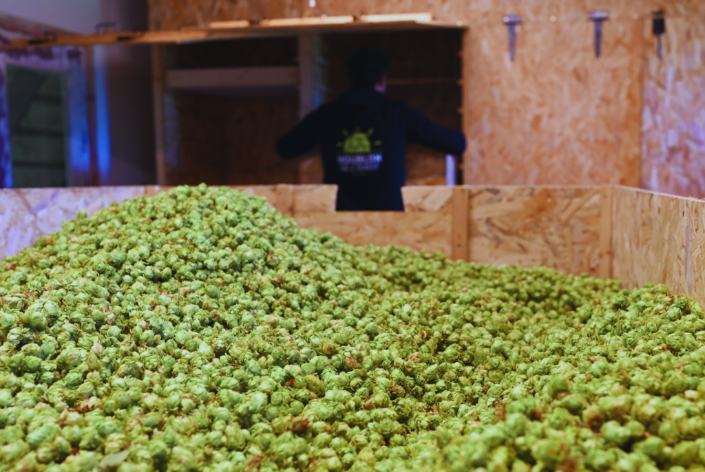 sechage houblon